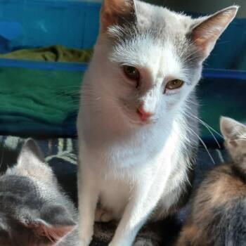 Janine Mewnitz -  Domestic Short Hair Cat for Adoption in Winchester, Virginia - Janine Mewnitz | PetCurious