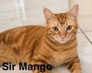Sir Mango 1300 -  Domestic Short Hair Cat for Adoption in Dallas, Texas - Sir Mango 1300 | PetCurious