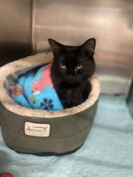 Domestic Long Hair Cats Available for Adoption - Suzy | PetCurious