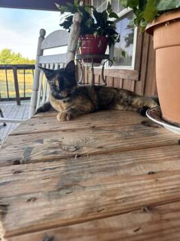 Indy -  Domestic Short Hair Cat for Adoption in Plumerville, Arkansas - Indy | PetCurious
