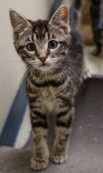 Buttercup -  Domestic Short Hair Cat for Adoption in Verona, Wisconsin - Buttercup | PetCurious