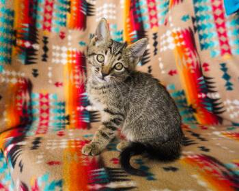 Grave -  Domestic Short Hair Cat for Adoption in San Antonio, Texas - Grave | PetCurious