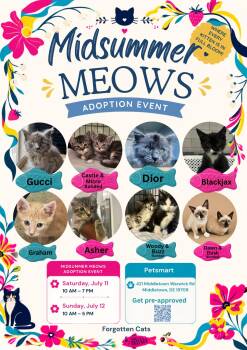 Kittens Event at Middletown PetSmart July 11-12 -  Domestic Short Hair Cat for Adoption in Greenville, Delaware - Kittens Event At Middletown PetSmart July 11-12 | PetCurious