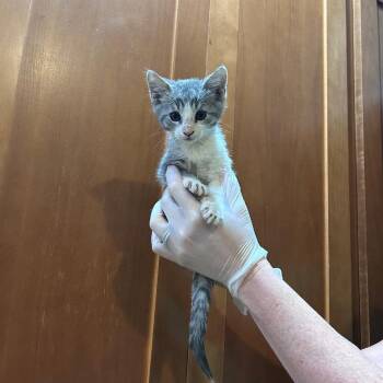 Tulip -  Domestic Short Hair Cat for Adoption in Ashland, Oregon - Tulip | PetCurious