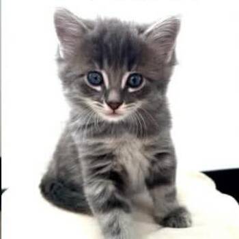 Oscar -  Domestic Long Hair Cat for Adoption in Calgary, Alberta - Oscar | PetCurious