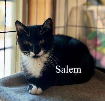 Salem -  Domestic Short Hair Cat for Adoption in Thompson Falls, Montana - Salem | PetCurious