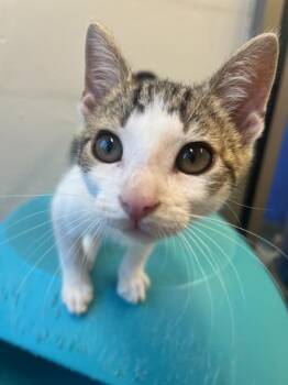 Amor (ID 51792) -  Domestic Short Hair Cat for Adoption in Manassas, Virginia - Amor (ID 51792) | PetCurious