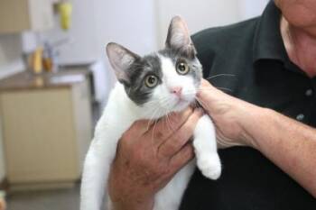 Sophie -  Domestic Short Hair Cat for Adoption in Brunswick, Georgia - Sophie | PetCurious