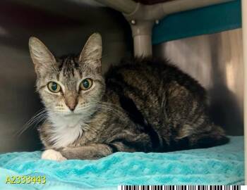 Domestic Short Hair Cats Available for Adoption in West Palm Beach, Florida - BEDHEAD | PetCurious