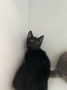 Ti-Pou -  Domestic Short Hair Cat for Adoption in Delson, Quebec - Ti-Pou | PetCurious