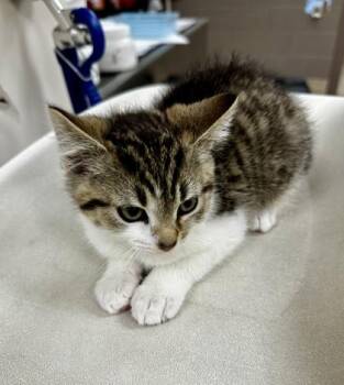 Rodney -  Domestic Short Hair Cat for Adoption in Westland, Michigan - Rodney | PetCurious