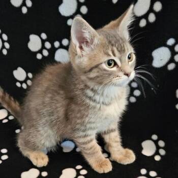 Cosmic Brownie -  Domestic Short Hair Cat for Adoption in Spokane, Washington - Cosmic Brownie | PetCurious