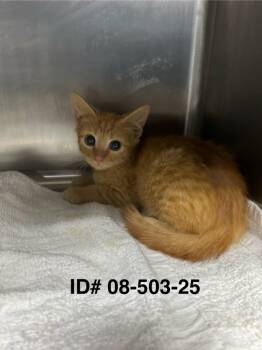 Rescue Domestic Short Hair Cats for Adoption in Dalton, Georgia - Cheddar Bob | PetCurious