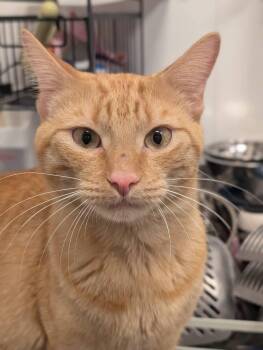Cheetos -  Domestic Short Hair and Tabby Cat for Adoption in St. Cloud, Florida - Cheetos | PetCurious