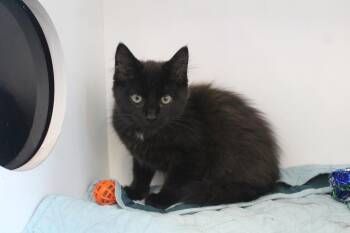 Treble -  Domestic Medium Hair Cat for Adoption in Chestertown, Maryland - Treble | PetCurious