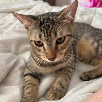 Felipe -  Domestic Short Hair Cat for Adoption in New York, New York - Felipe | PetCurious