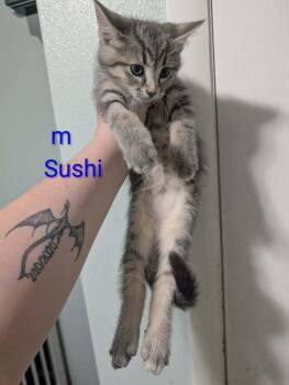 Sushi -  Domestic Short Hair Cat Available for Adoption in Metamora, Illinois - Sushi | PetCurious