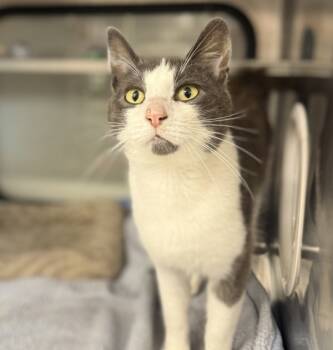 Rescue Domestic Short Hair Cats for Adoption in Sheboygan, Wisconsin - Bobcat | PetCurious