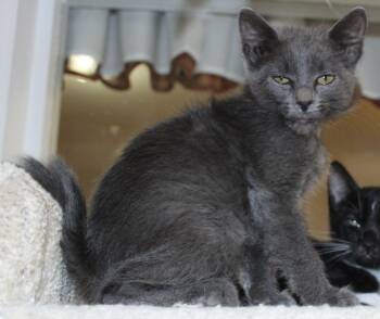 Rescue Domestic Short Hair Cats for Adoption in Huron, South Dakota - Jaws | PetCurious