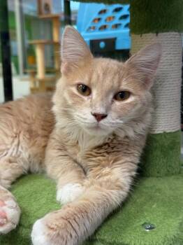 Cotton Candy -  Domestic Short Hair Cat for Adoption in Harpers Ferry, West Virginia - Cotton Candy | PetCurious