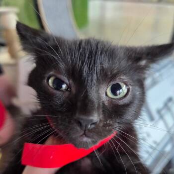 Phalanges -  Domestic Short Hair Cat for Adoption in Leander, Texas - Phalanges | PetCurious