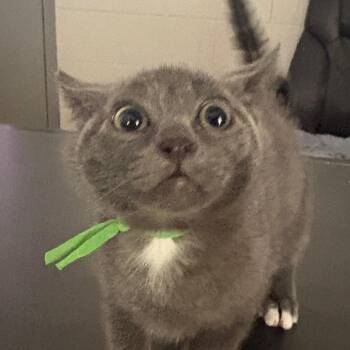 Emmitt -  Domestic Short Hair Cat for Adoption in Lufkin, Texas - Emmitt | PetCurious
