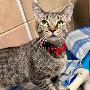Jazzy -  Domestic Short Hair Cat for Adoption in Lakeland, Florida - Jazzy | PetCurious