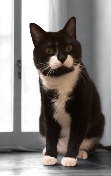 Tuxy -  Tuxedo Cat Available for Adoption in Humble, Texas - Tuxy | PetCurious
