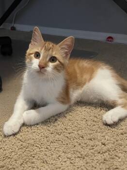 Mango Slushie -  Domestic Short Hair Cat for Adoption in Denver, Colorado - Mango Slushie | PetCurious