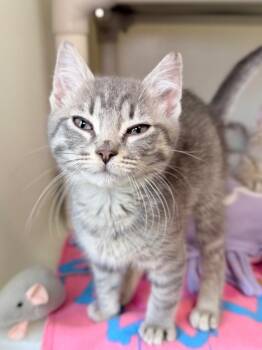 Domestic Short Hair Cats Available for Adoption in Menomonie, Wisconsin - Clyde | PetCurious