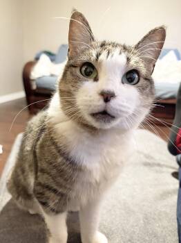 Rescue Domestic Short Hair Cats for Adoption in Philadelphia, Pennsylvania - Tiny Green | PetCurious