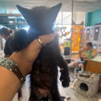 Spider -  Domestic Short Hair Cat for Adoption in Lake Jackson, Texas - Spider | PetCurious