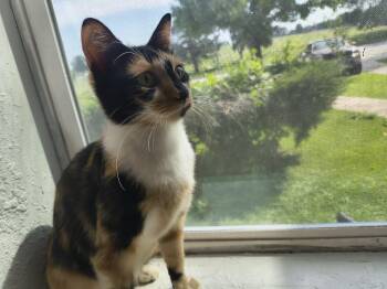 Yvette -  Domestic Short Hair Cat for Adoption in Overland Park, Kansas - Yvette | PetCurious