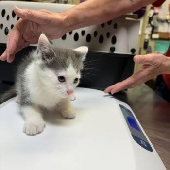 Domestic Short Hair Cats Available for Adoption in Columbus, North Carolina - Abigail | PetCurious
