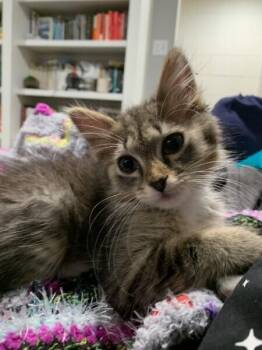 Michelle -  Domestic Medium Hair Cat for Adoption in Dayton, Minnesota - Michelle | PetCurious