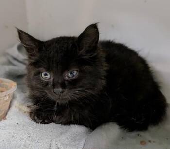 Kit Kat -  Domestic Short Hair Cat for Adoption in New York, New York - Kit Kat | PetCurious
