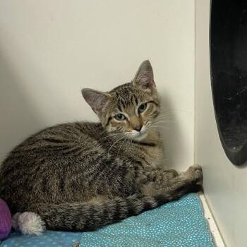 Rescue Domestic Short Hair Cats for Adoption in Troy, Illinois - Turtle FKA Charlotte | PetCurious