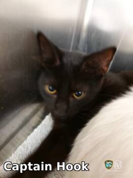 Captain Hook -  Domestic Short Hair Cat for Adoption in Rocky Mount, North Carolina - Captain Hook | PetCurious