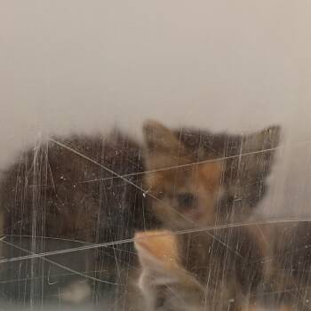 Crow -  Domestic Short Hair Cat for Adoption in Columbus, Georgia - Crow | PetCurious