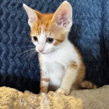 Rescue Domestic Medium Hair Cats for Adoption in Lantana, Texas - Hudson | PetCurious