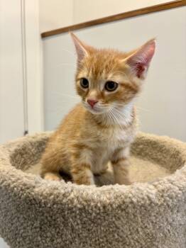 Atlas -  Domestic Short Hair Cat for Adoption in Wakefield, Quebec - Atlas | PetCurious