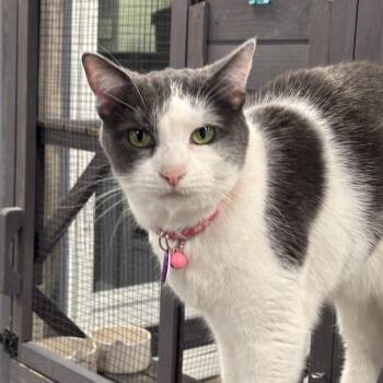 Miss Marple (part of a Bonded Pair with Hercule Poirot) -  Domestic Short Hair Cat for Adoption in Grand Rapids, Michigan - Miss Marple (part Of A Bonded Pair With Hercule Poirot) | PetCurious