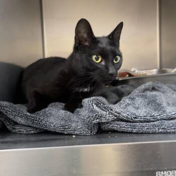 Domestic Short Hair Cats Available for Adoption in Windsor, Virginia - Mamacita | PetCurious