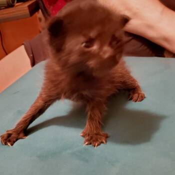Storm -  Domestic Long Hair Cat for Adoption in Jefferson City, Tennessee - Storm | PetCurious