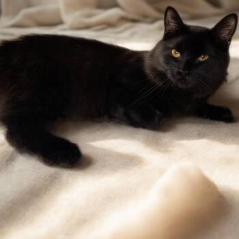 Licorice -  Domestic Medium Hair Cat for Adoption in Tylertown, Mississippi - Licorice | PetCurious