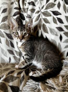 Astra -  Domestic Short Hair Cat for Adoption in Davis, California - Astra | PetCurious