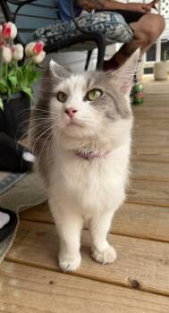 Junie -  Domestic Medium Hair Cat for Adoption in Martinsburg, West Virginia - Junie | PetCurious