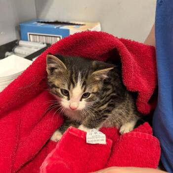 Domestic Short Hair Cats Available for Adoption in Spokane, Washington - Linguine | PetCurious