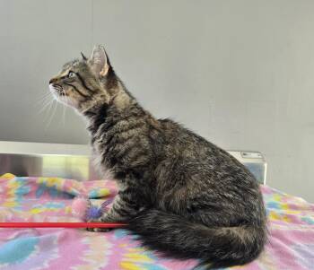 Norma -  Domestic Long Hair Cat for Adoption in Dickson, Tennessee - Norma | PetCurious