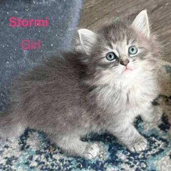 Stormi -  Domestic Long Hair Cat for Adoption in West Plains, Missouri - Stormi | PetCurious